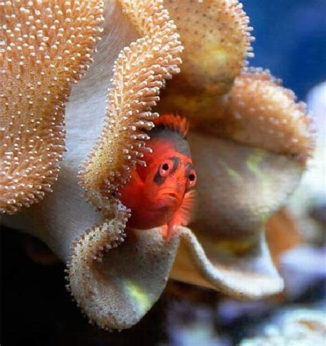 peek-a-boo | Beautiful sea creatures, Sea and ocean, Water animals