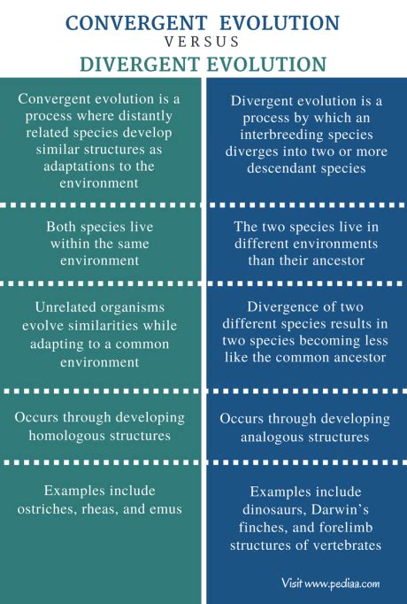 Difference Between Convergent and Divergent Evolution | Definition ...