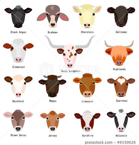 Cow type face name - Stock Illustration [49330026] - PIXTA