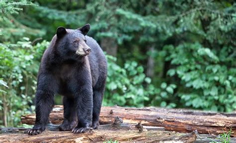 Traitor's Cove Bear Viewing Plane Tour in Ketchikan, Alaska