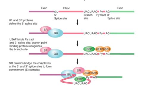 Lecture 6 - RNA Splicing and Processing Flashcards | Quizlet