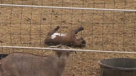 'Fainting Goats' Are Funny and Adorable