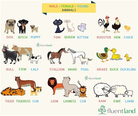 Animals - Families 3 Male Baby Names, Baby Animal Names, Female Names ...