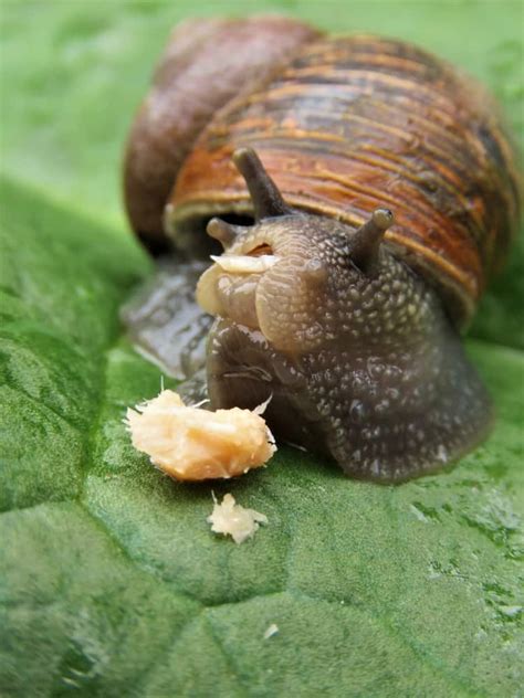 19 Things Snails Like To Eat Most (Diet, Care & Feeding Tips)