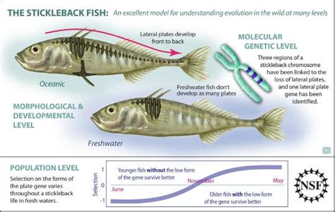 Molecular, Genetic, Developmental, Morphological - Stickleback Fish Adapts Well To Changing ...