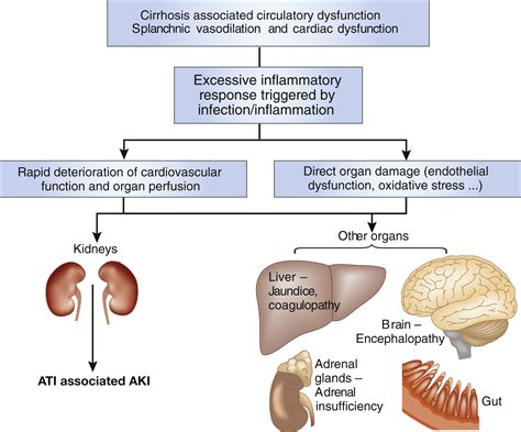 Acute kidney injury in acute-on-chronic liver failure: where does ...