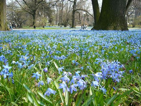 Siberian Squill - Flowers Photo (30703978) - Fanpop