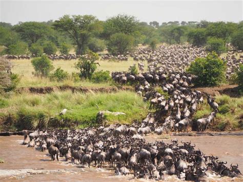 Blue Wildebeest Migration Facts: The World's Largest Land Migration