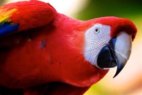 Scarlet Macaw Care Guide - Diet, Lifespan & More » Petsoid