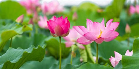 Talk about Vietnamese lotus flower - the pure and noble flower