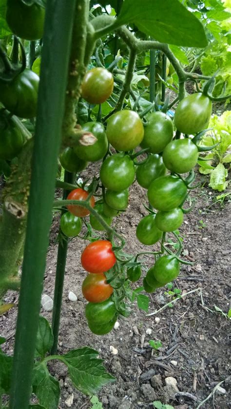 Tita in Heidiland: Berkebun di Swiss: Menanam Tomat dengan Teknik Stek ...