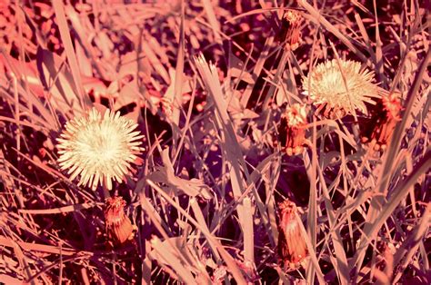 crabgrass flowers - a photo on Flickriver