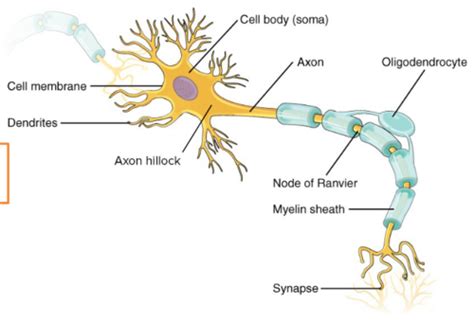 BIO6 Nervous System Study Flashcards | Quizlet