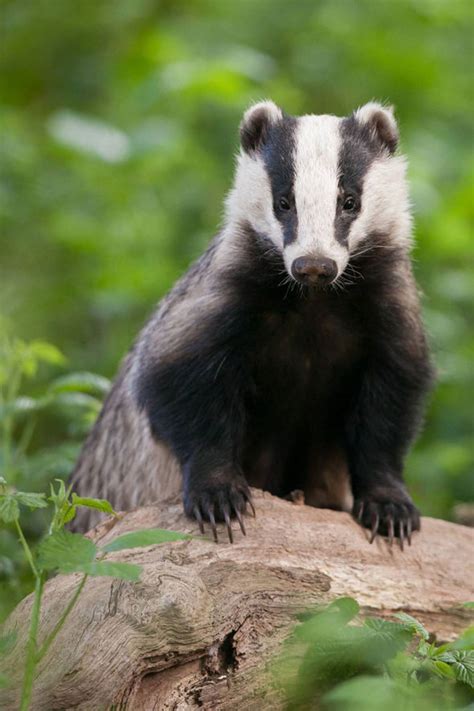 The most innovative British wildlife protection schemes | Nature | News ...