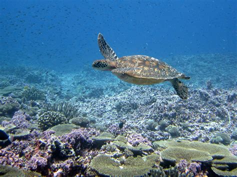 Sea Turtle Week 2022: Celebrating Sea Turtle Conservation | NOAA Fisheries