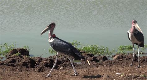 The animals of Nairobi National Park – The Kid Should See This