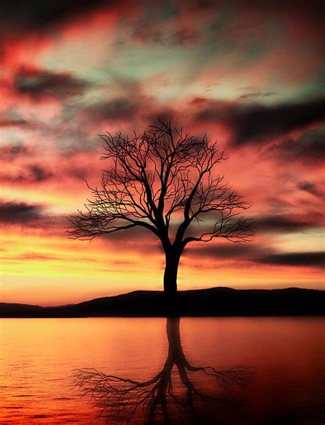 The Memory Tree Photograph by Ally White - Fine Art America