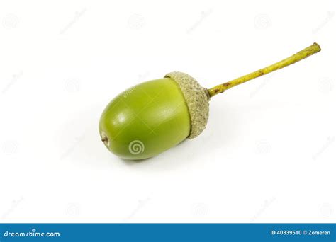 Single Acorn Stock Images - Download 839 Royalty Free Photos