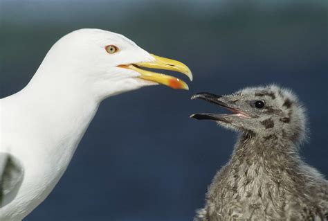 Herring Gull Pictures - AZ Animals