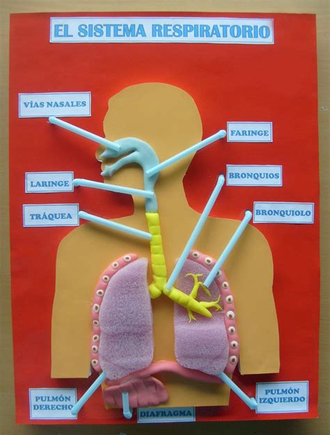 Resultado de imagen de ideas para proyecto sobre los sistemas del cuerpo humano | School science ...