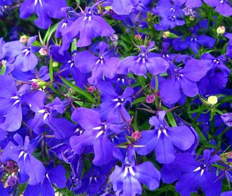 Lobelia Blue Carpet Lobelia Erinus Seeds