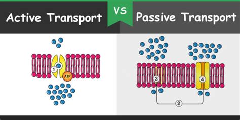 Difference between Active and Passive Transport – Bio Differences