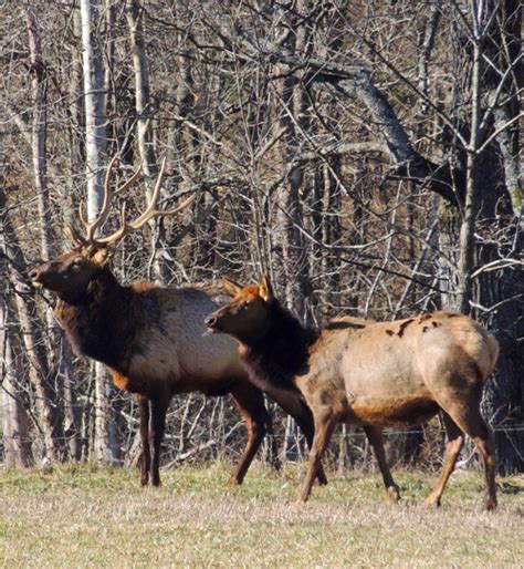 Pair of Elk near Ponca, Arkansas | Mule deer, Arkansas, Animals