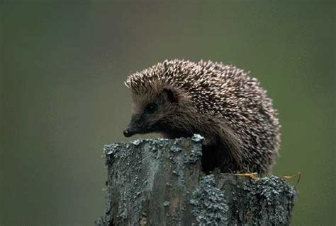 European Hedgehog Page