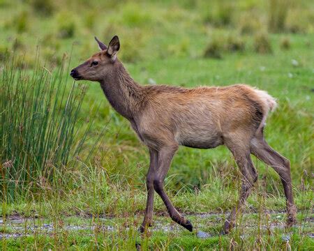 "Baby Elk" Images – Browse 116 Stock Photos, Vectors, and Video | Adobe ...