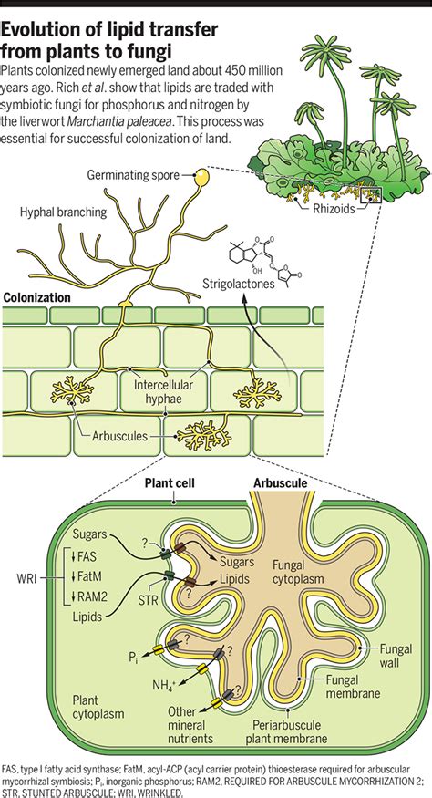 Plant lipids enticed fungi to mutualism | Science