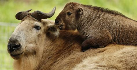 The Tale of Takin: The National Animal of Bhutan - Norbu Bhutan