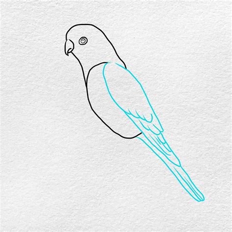 How To Draw A Parakeet Helloartsy - vrogue.co