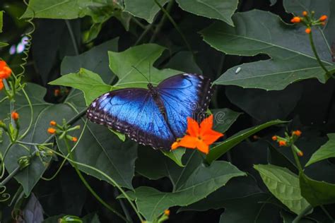 Butterfly at Niagara Butterfly Conservatory, City of Niagara Falls ...