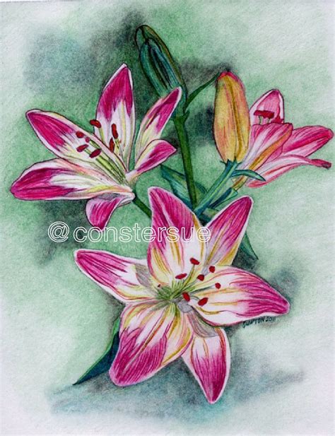 Colored Pencil Drawings Of Flowers - Viewing Gallery