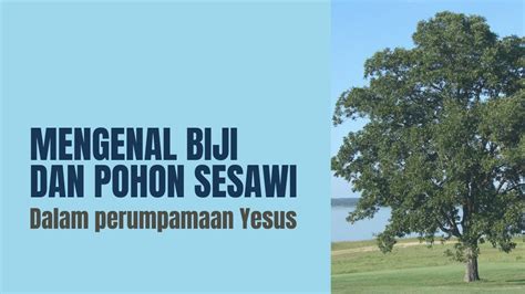 Begini bentuk biji dan pohon sesawi yang disebut dalam perumpamaan Yesus - YouTube