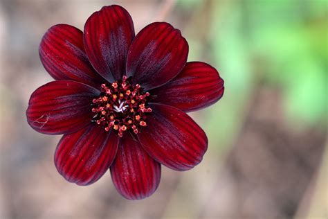 Free photo: Dark red flowers - Artistic, Beautiful, Blooming - Free ...