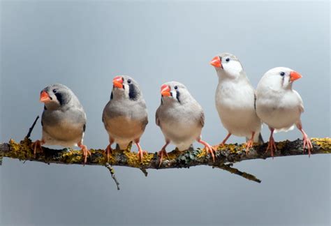 Zebra Finch Care Guide - Diet, Lifespan & More » Petsoid