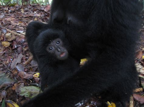 Black gibbons | Baby black gibbon | Patrick Barry | Flickr