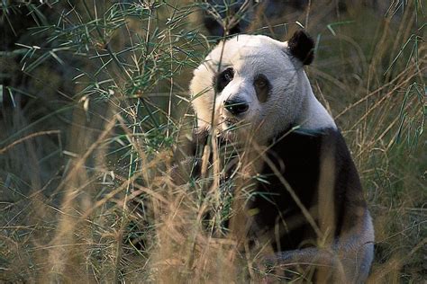 Saving the Giant Panda: Still at a Critical Stage | Saving Earth | Encyclopedia Britannica