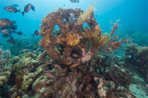 History of Artificial Coral Reefs | Geography Realm