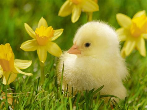 Cute Duck HD desktop wallpaper : Widescreen : High Definition : Fullscreen