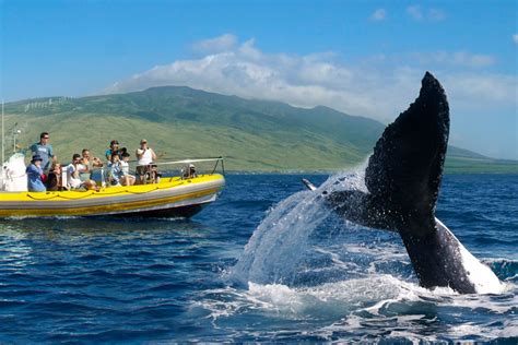 Maui Whale Watching tour | Maui attractions, Maui vacation, Whale watching tours