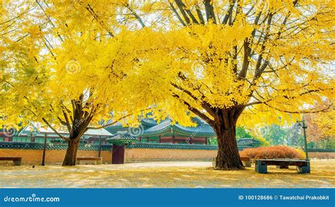 Autumn in Gyeongbokgung Palace,South Korea Stock Photo - Image of ...