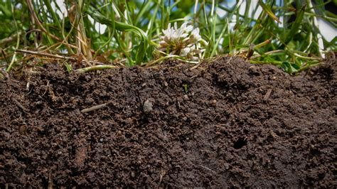 The Surprising Healing Qualities... of Dirt - Our World