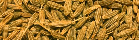 Cumin Seeds | Magnus Overseas