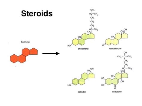 Lipids Chemistry Structure & Function