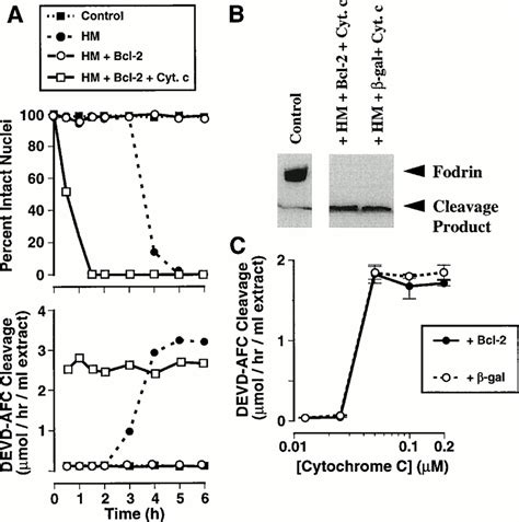 The Release of Cytochrome c from Mitochondria: A Primary Site for Bcl-2 ...