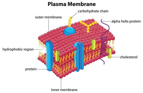 Functions of the Plasma Membrane - Biology Wise