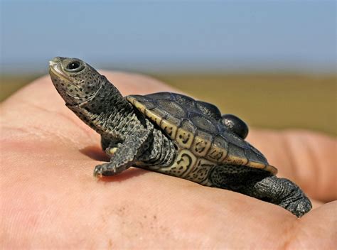 Conservation grant to make terrapin habitat Forever Wild - al.com