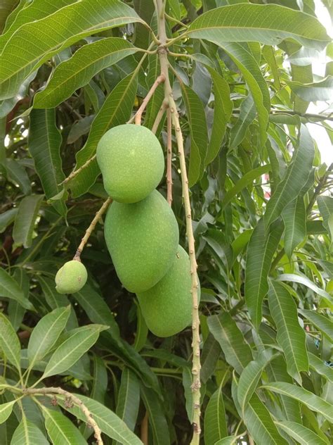 Mango Cultivation: మామిడిలో నేల తయారీ మరియు మొక్కలు నాటుటలో